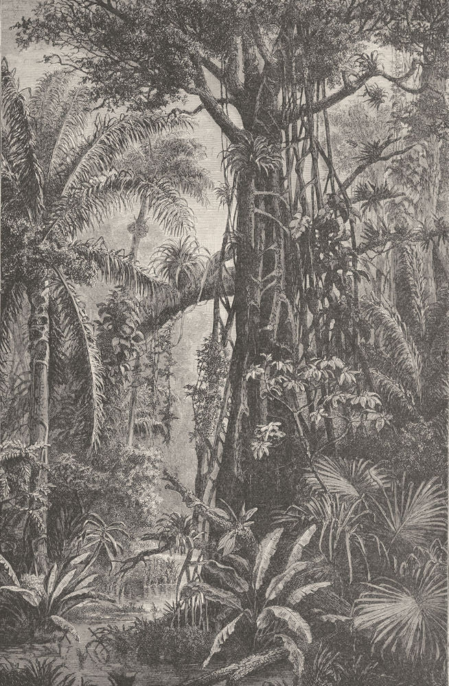 AMAZONIA. Scene in a Brazilian Forest. Brazil 1893 old antique print picture